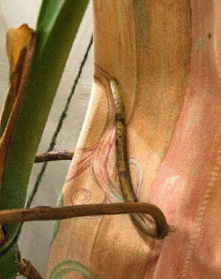 shore thing shore thing