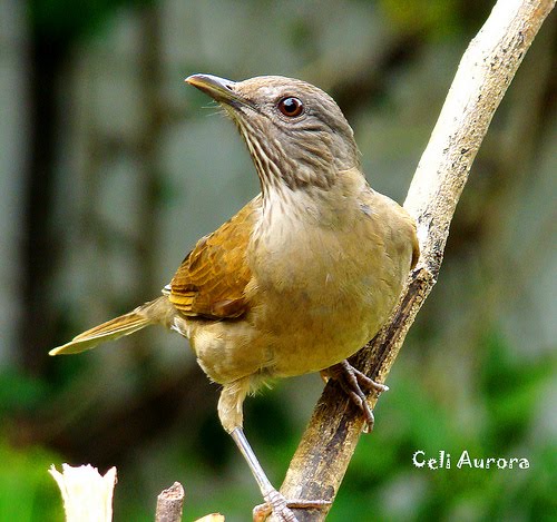 Blog do Gerê: Sabiá Barranco