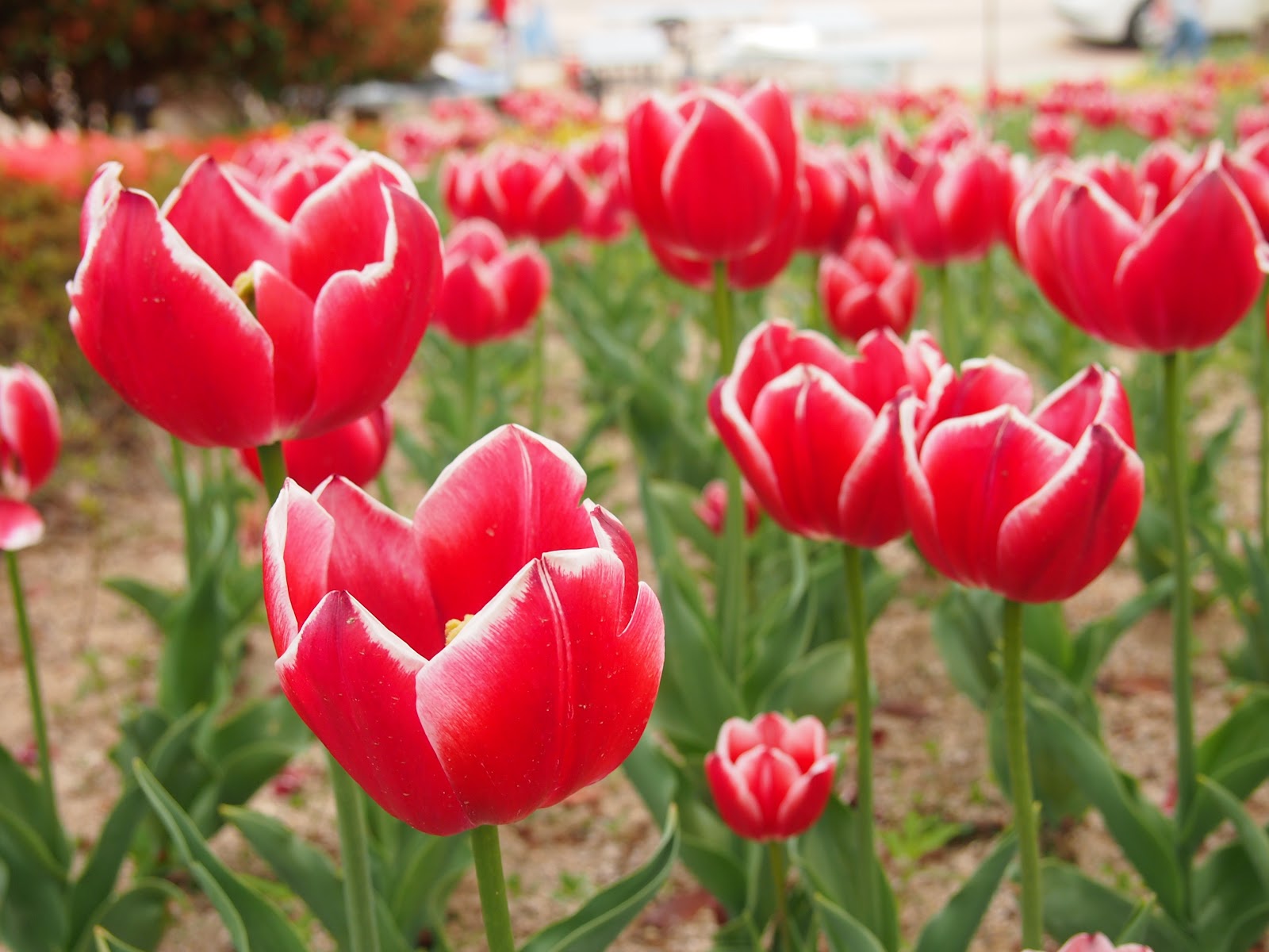 Buah hatiku Surgaku Hunting Tulip  di Taman Ulsan