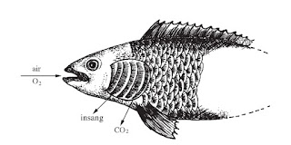 pernafasan Ikan