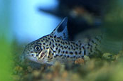 Jenis Ikan Corydoras acrensis