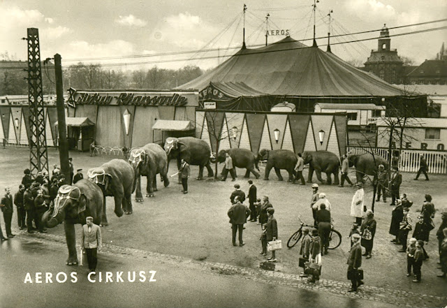 les éléphants défilent devant le chapiteau et la façade du cirque Aeros 