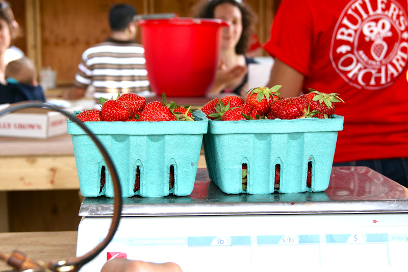 The Merrylander STRAWBERRY PICKING