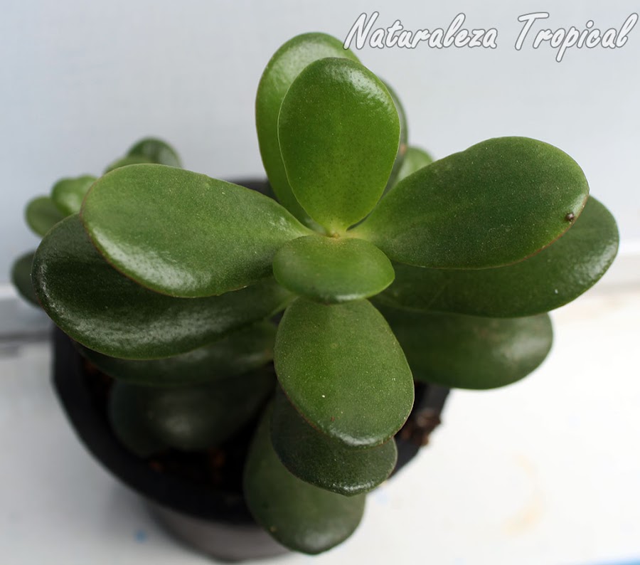 Planta conocida como Árbol de Jade, Crassula ovata
