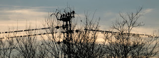 Birds resting before heading to their roosts Birds resting before heading to their roosts