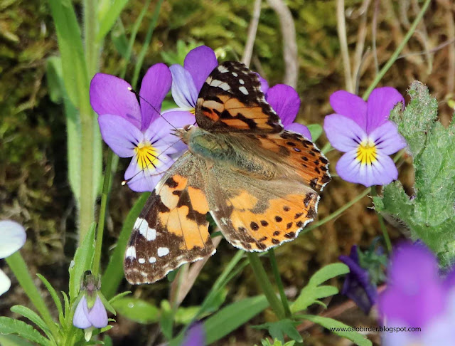 Butterflies painted%2Blady%2BIMG 9057%2Bcopy