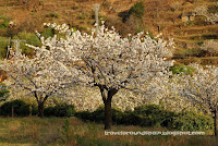 Jerte Valley - Cherry blossoms