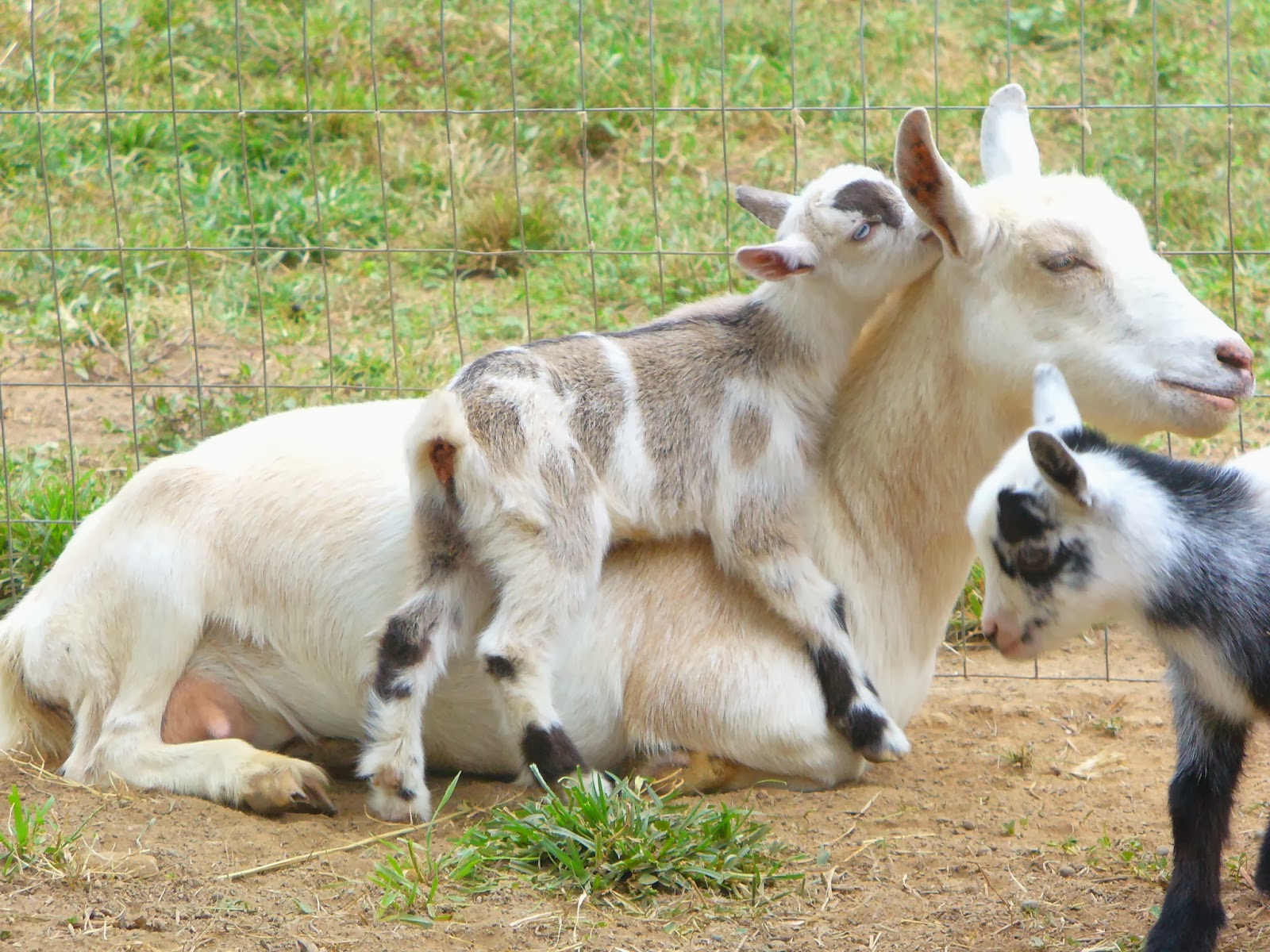 Ivy and indigo goats