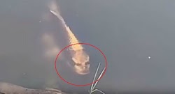  Σάλο έχει προκαλέσει στο Διαδίκτυο ένα viral βίντεο από την Κίνα που δείχνει ένα ψάρι με ανθρώπινο πρόσωπο να κολυμπά στα θολά νερά μιας λί...