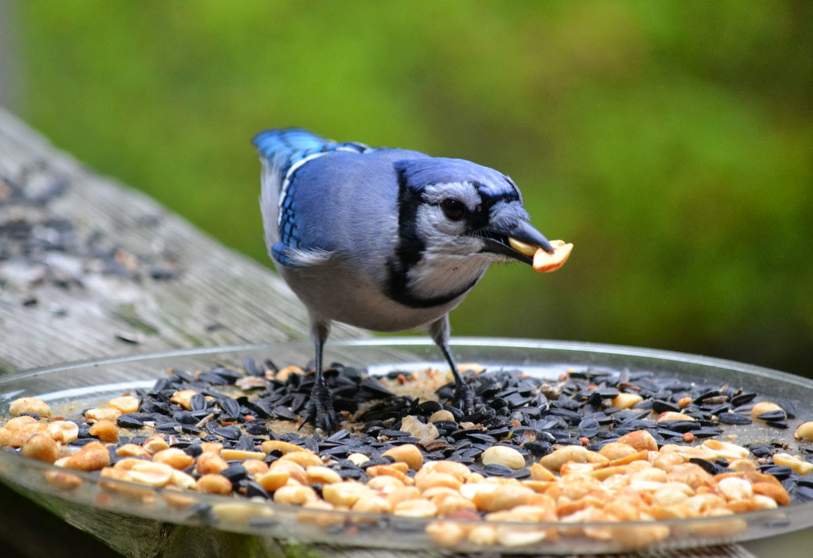 It's All About Purple Feed The Jays...