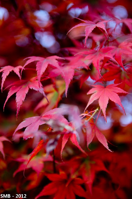 autumn korea