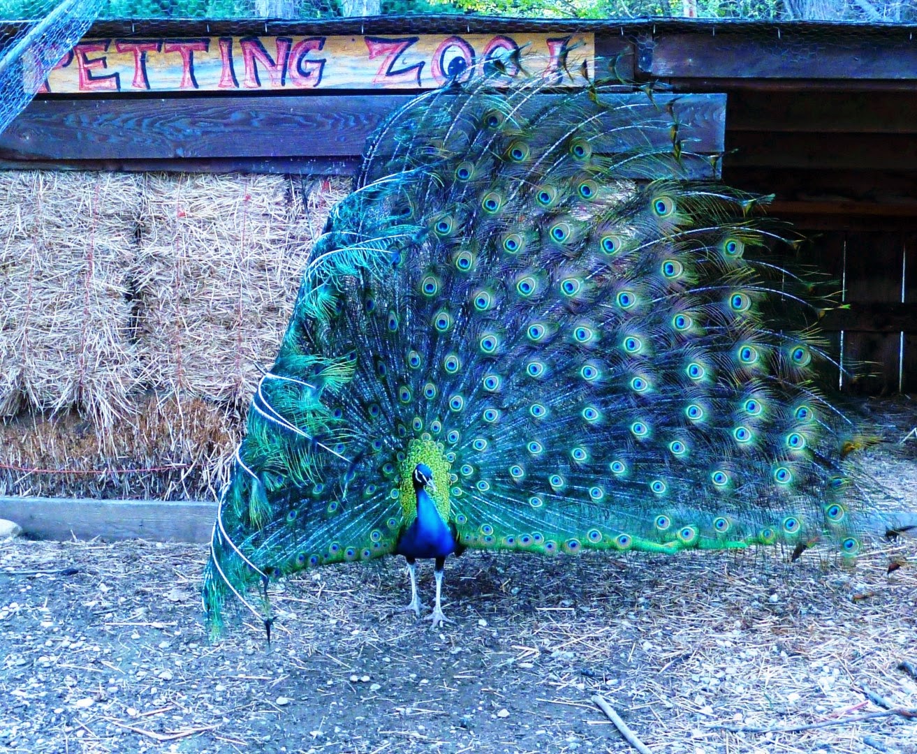 Describe peacock image