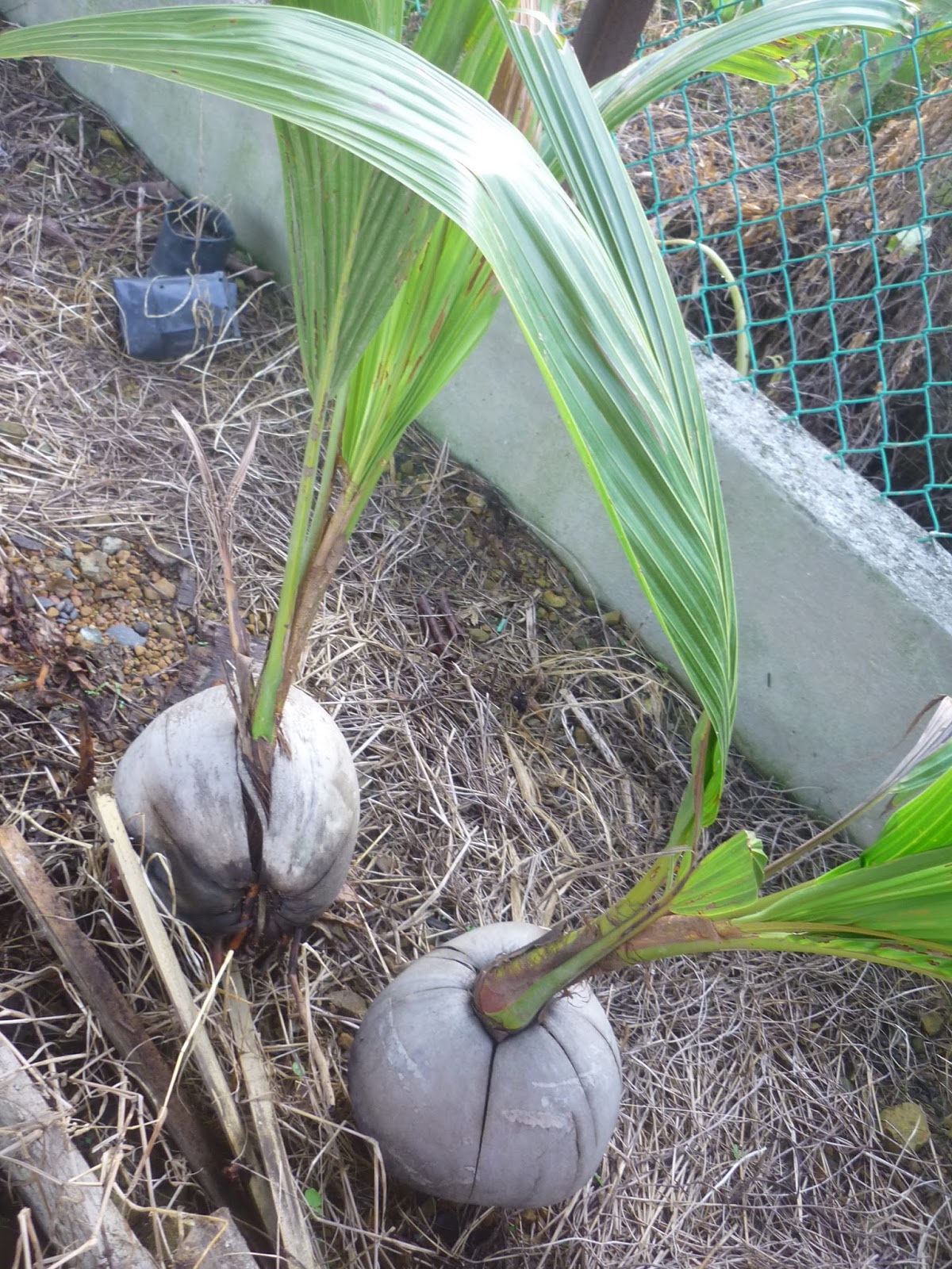 Disini dalam lingkaran ini kelapa cepat berbuah pilih tunas tumbuh