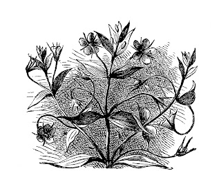 wildflower botanical artwork image clipart illustration