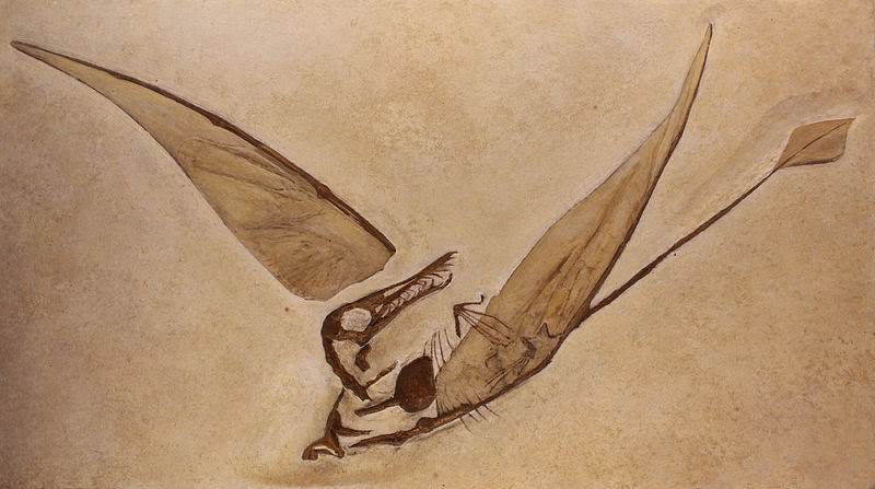 History of the Earth: October 12. Jurassic pterosaurs