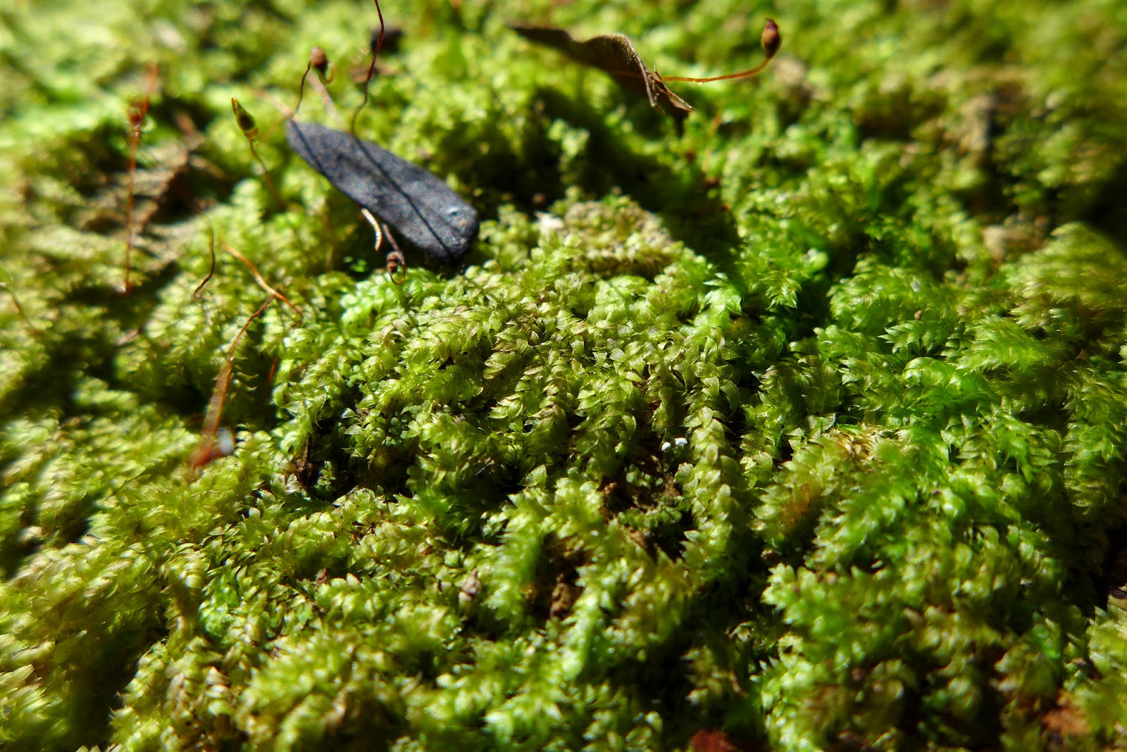 Botany Professor Mosses of Central Florida 40. Vesicularia vesicularis