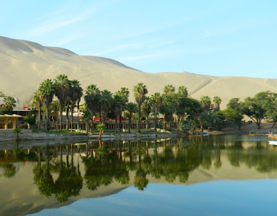 Desert oasis with palm trees