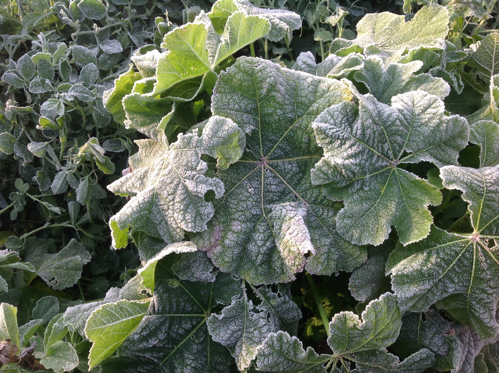 Country Fragrance Home Alone