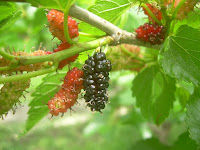 blackberries on branch