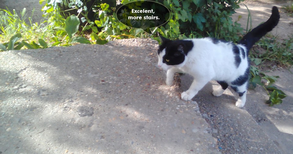 The Cats' World Cat and Stairs