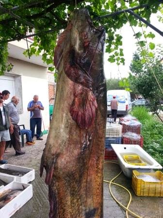 Tεράστιος γουλιανός στη Λίμνη Πολυφύτου-Δείτε τη φοβερή ψαριά