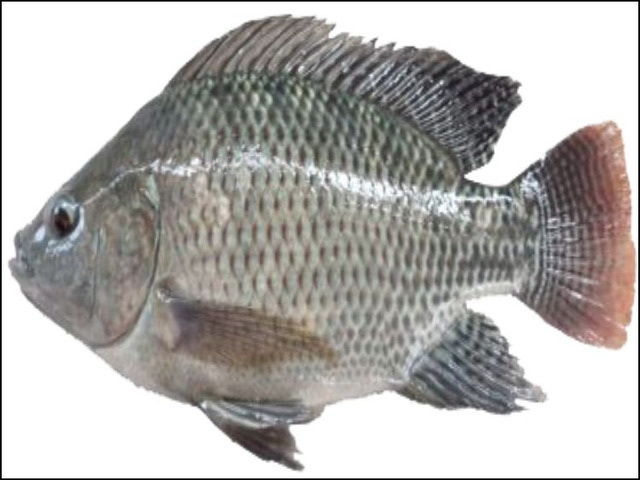 Gambar Insang Ikan