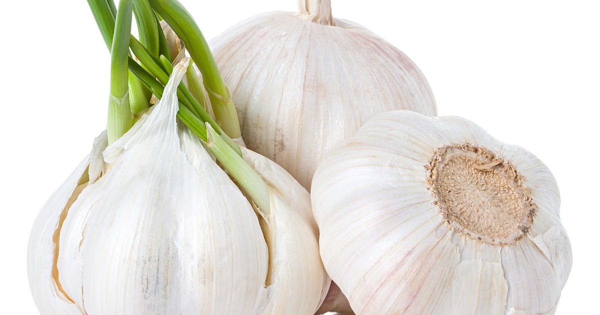 \ HERBAL Bawang Putih (Allium sativum L)