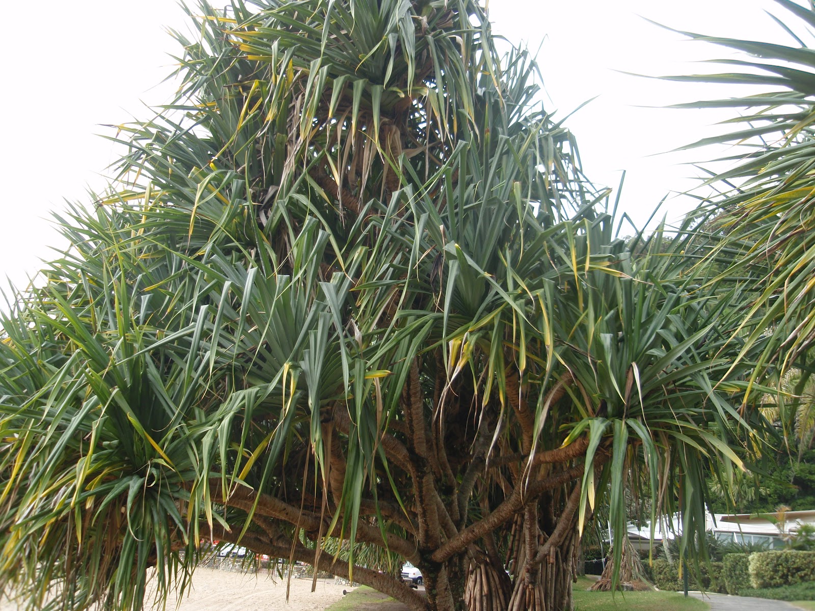Garden Gatherings Pineapples Don't Grow On Trees