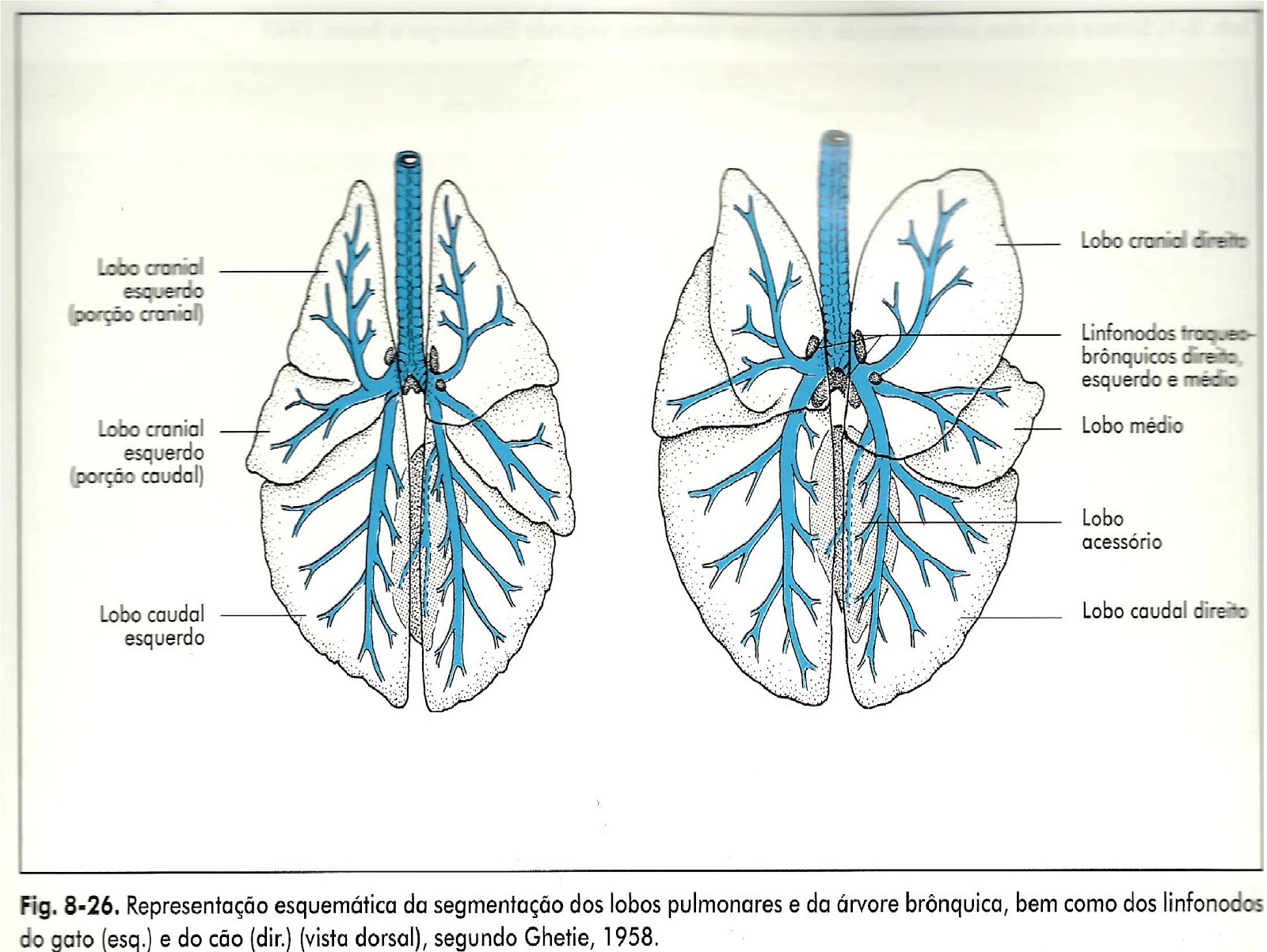Medicina Veterinária SISTEMA RESPIRATÓRIO