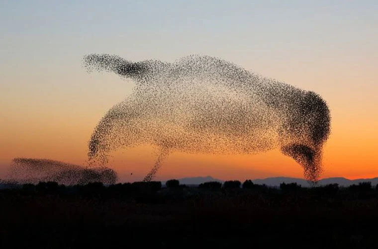 Thousands of starlings created in the sky the image of a giant bird (2)