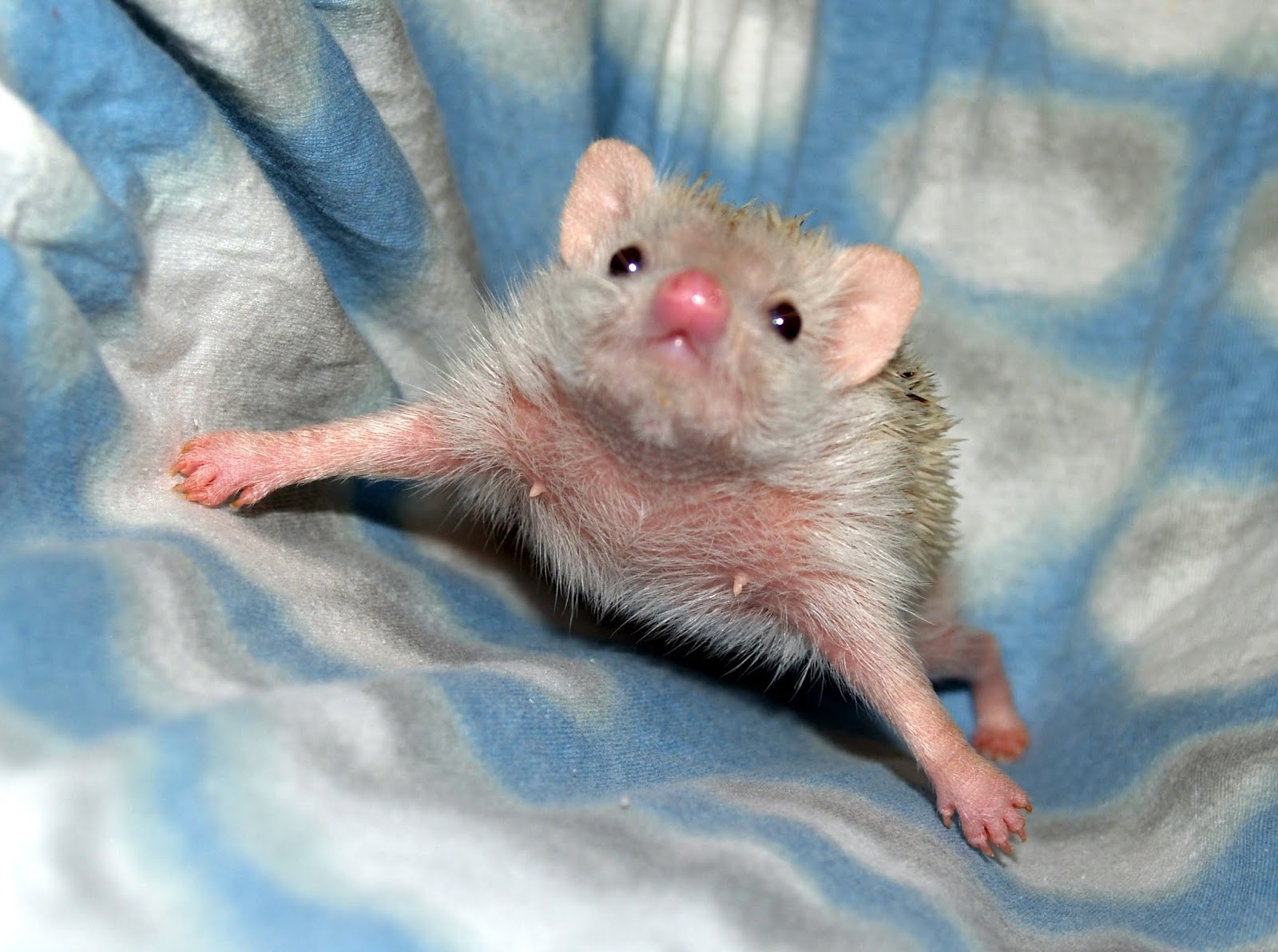 Hedgehog Valley News Can Hedgehogs Climb?