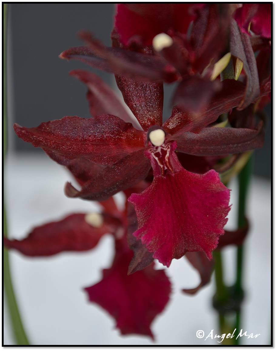 Orquídeas Blog de Angel Mar: Colmanara ´Masai Red´ (Oncostele ´Masai Red´)