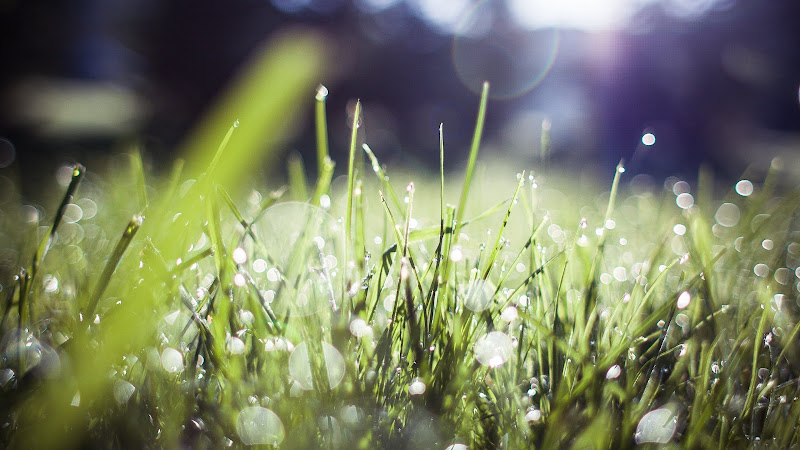 Morning Dew on the Green Grass