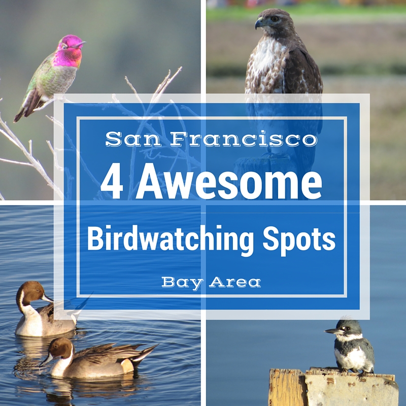 Bay Area Birding: Four Awesome Birdwatching Spots Near San Francisco