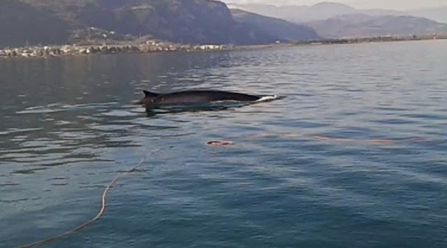 Φάλαινα έκανε βόλτες στα Καμένα Βούρλα! (ΦΩΤΟ)