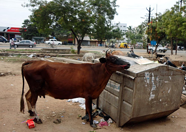stray cow sniffing garbage