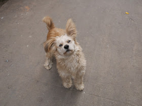 friendly dog Gudesi Road (古德寺路) in Wuhan