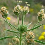 Zaragatona planta