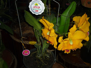 Hoa Catleya tại hội Hoa xuân 2018