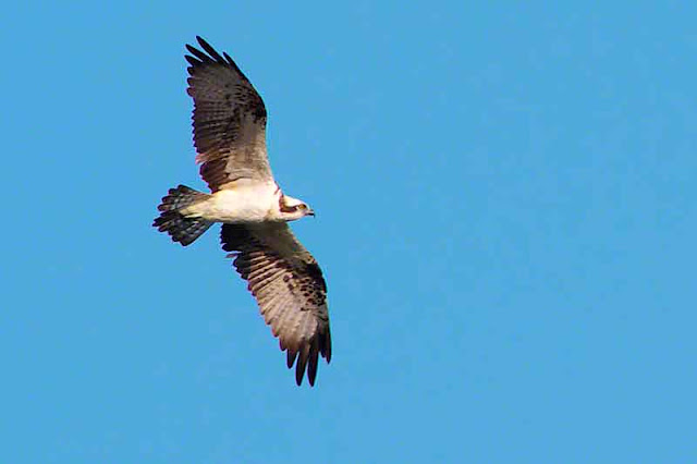 A Sea Hawk flying over a freshwater dam in Okinawa