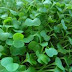 What Is The Great Power Of Micro-Greens?