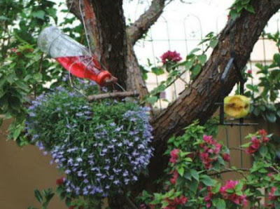 Feed the Birds in Garden Feed the Birds in Garden