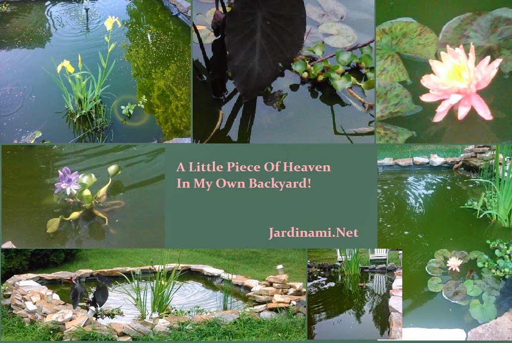 Jardinami Water Garden 2013-14