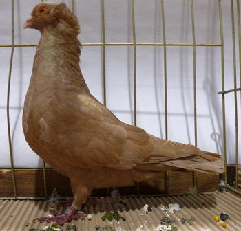bergamasco pigeons pigeons utility