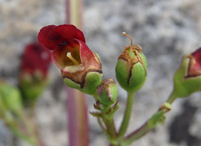 Escrofularia auriculata (Scrophularia auriculata)