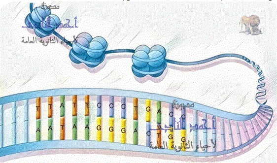 تكثيف الحمض النووى ديؤكسى ريبوز dna - البروتينات الهستونية - النيوكليوسومات
