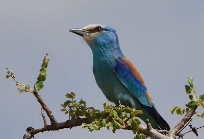Abyssinian Roller, Coracias abyssinica