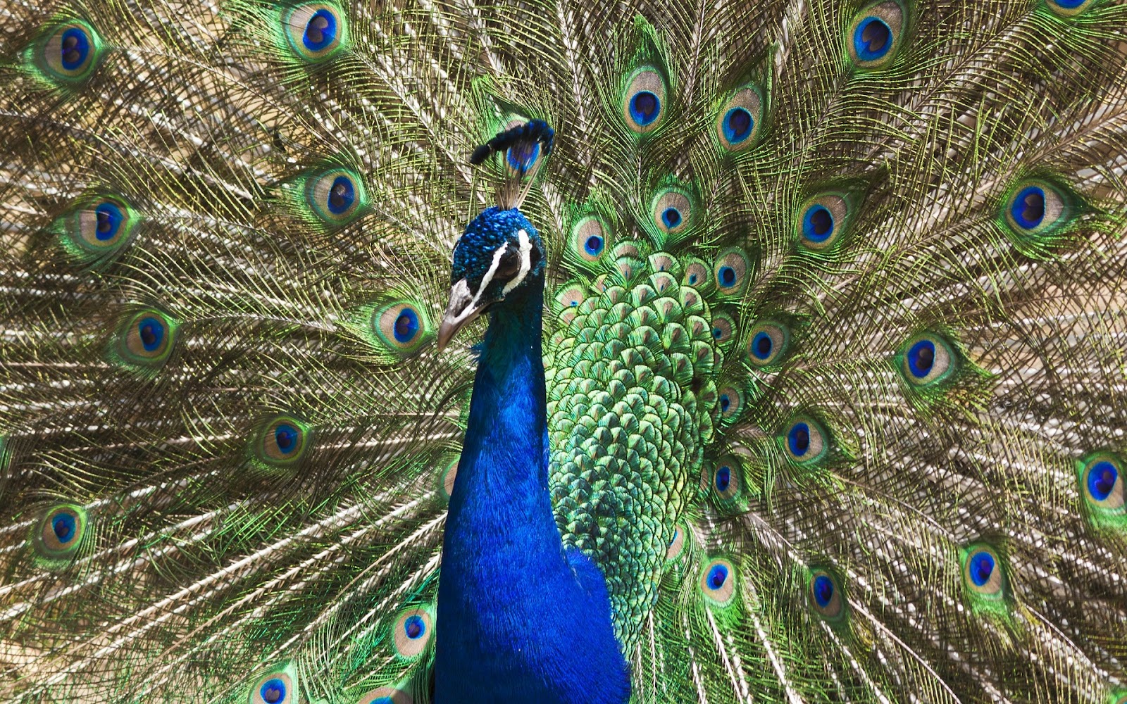 Animal Wallpapers Blog: Peacock Wallpapers