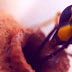 The Mud Dauber Wasp - The Tiny Earthlings Nature Series By Macrobeing.com