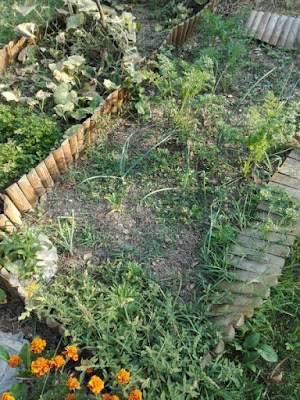 Orto biologico: a settembre cipolle, carote e ancora portulaca Orto biologico: a settembre cipolle, carote e ancora portulaca